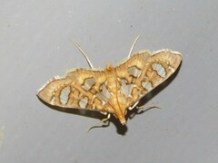 Nausinoe quadrinalis