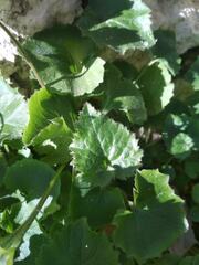 Campanula poscharskyana