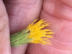 Heterotheca oregona