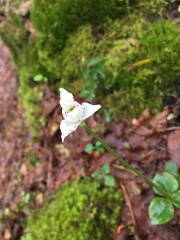 Codonorchis lessonii