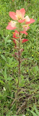Castilleja indivisa