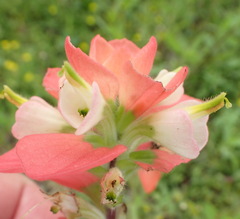 Castilleja indivisa