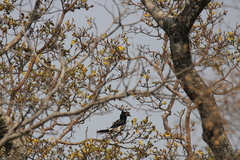 Bycanistes bucinator