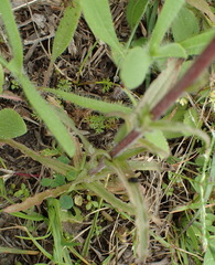Castilleja indivisa