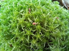 Sphagnum girgensohnii