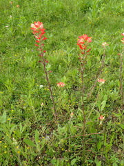 Castilleja indivisa