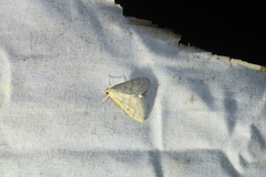 Paracorsia repandalis