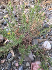 Heterotheca oregona