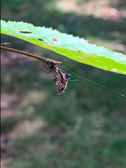 Micrathena