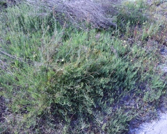 Lebeckia