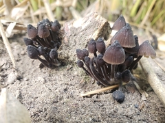 Mycena sanguinolenta