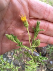 Heterotheca oregona