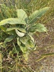 Asclepias speciosa