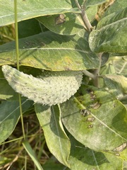Asclepias speciosa