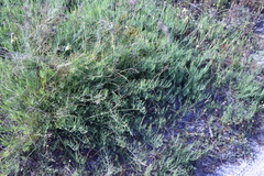 Lebeckia