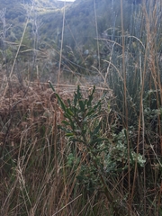 Genista tridentata