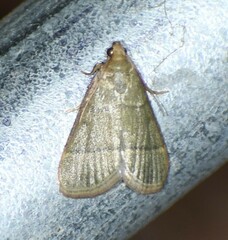 Hypsopygia nostralis