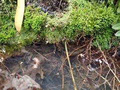 Racopilum cuspidigerum