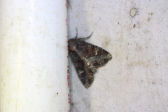 Apamea amputatrix