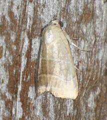 Bagisara rectifascia