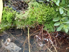 Racopilum cuspidigerum