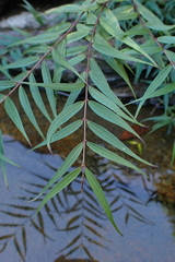 Pentasachme caudatum