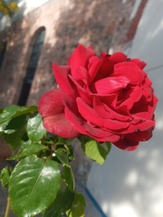 Rosa
