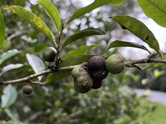 Camellia sinensis assamica