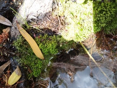 Racopilum cuspidigerum