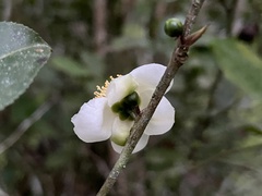 Camellia sinensis assamica