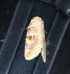 Diastema tigris
