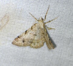 Frederickia subterminata