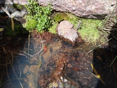 Racopilum cuspidigerum