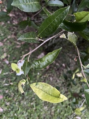 Camellia sinensis assamica