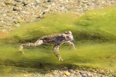 Incilius occidentalis