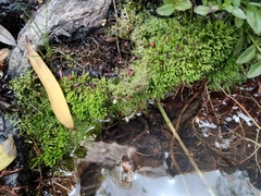 Racopilum cuspidigerum