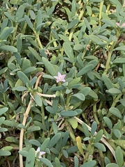 Sesuvium portulacastrum
