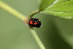 Chilocorus renipustulatus