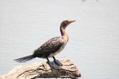 Microcarbo africanus