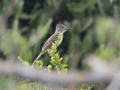Myiarchus tyrannulus