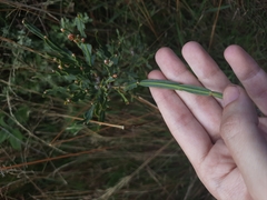 Genista tridentata