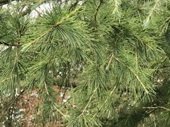 Cedrus deodara