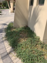 Sesuvium portulacastrum