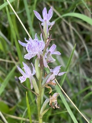 Dactylorhiza maculata