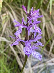 Dactylorhiza maculata