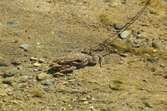 Incilius occidentalis
