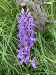 Dactylorhiza maculata