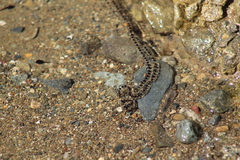 Incilius occidentalis