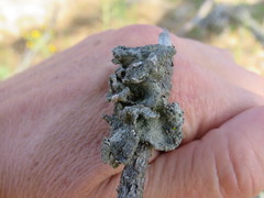 Parmotrema hypoleucinum