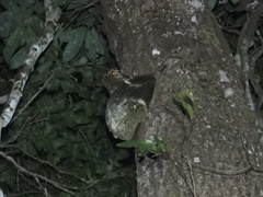 Galeopterus variegatus